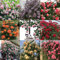 Kletterrosen Samen (Rosa) - frische 300 Samen für winterharte Rankrosen - Frosthart bis -30°C - Duftende Blütenpracht für Zäune & Bögen - Mehrjährige Ramblerrosen winterhart Farben mischen