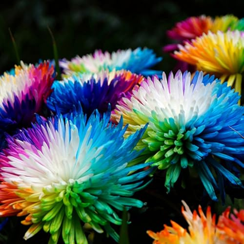 Mehrfarbig Ertragreicherg. Verschiedenen Farben, Winterhart dahlien, Einfach Anzubauen, Pflegeleicht, Lange Blütezeit, Doppelte Blüte-6 Dahlien -G