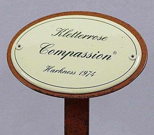 linoows Rosenschild, Rosenstecker Emaille, Kletterrose: Compassion, Harkness 1974