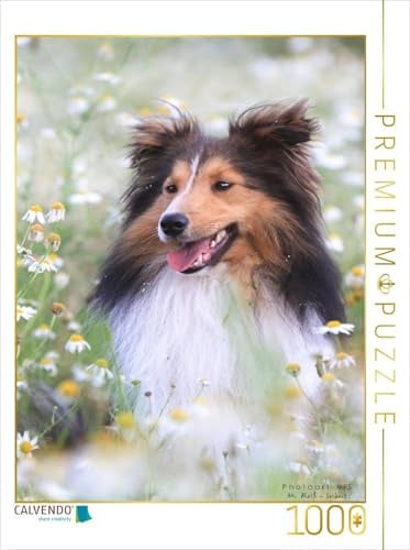 CALVENDO Puzzle EIN Motiv aus dem Kalender Mit Shelties durchs Jahr | 1000 Teile Lege-Größe 48 x 64 cm Foto-Puzzle für glückliche Stunden