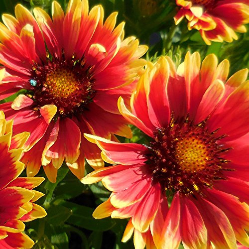 Gaillardia Sunset Cutie - 1 Plant - Blanket Flower Outdoor Herbaceous in 9cm Pot
