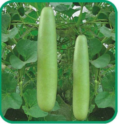 Chinese Thai Med-Long Essbare Flaschenkürbis-Samen Asian Indian Opo Squash Kodu
