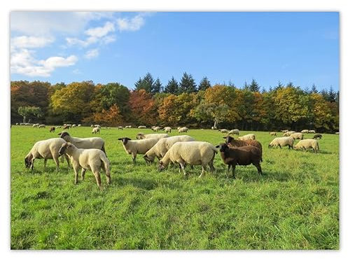 Vlies Tapete Premium Vlies Wand Dekoration 254x184cm Schaf Weide Schaf No.H7838M_TV5BH