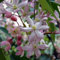 3 x Clematis armandii Apple Blossom (Immergrün, Rosa, Duftend, Mehrjährig & Winterhart) | 3-er set immergrüne, schnellwachsende Kletterpflanzen