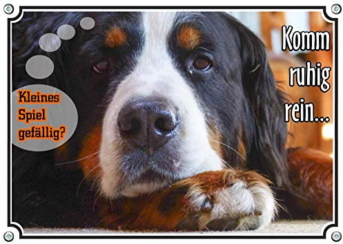 Petsigns Hunde Warnschild Berner Sennenhund mit lustigem Spruch - 1a Metallschild, DIN A4