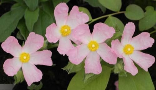 Winterharte Zistrose Grayswood Pink - Cistus Grayswood Pink 25-30cm