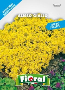 Sementi da fiore di qualità in bustina per uso amatoriale (ALISSO GIALLO)