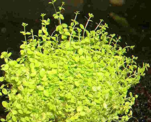 5 Töpfe Zwerg-Perlenkraut/Hemianthus callitrichoides, ideale Vordergrundpflanze für Nanoaquarien