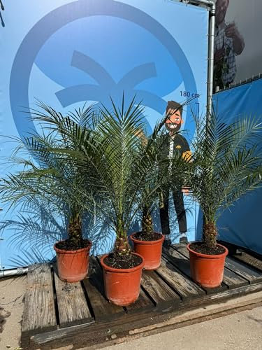 Palme - PHOENIX ROEBELENII Stamhohe 20-25 cm