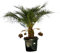 Palme - PHOENIX ROEBELENII Stamhohe 20-25 cm