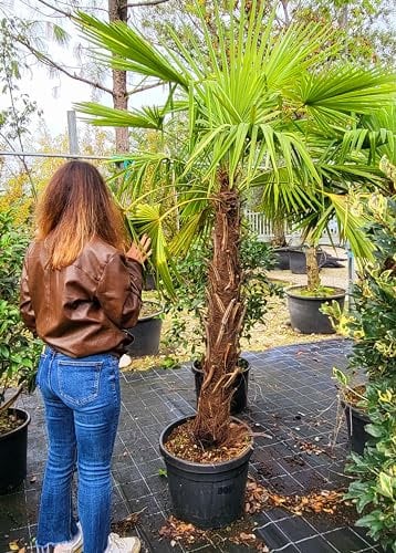POWERS TO FLOWERS - CHAMAEROPS HUMILIS, PALMA DI SAN PIETRO, VASO 40 ALTEZZA 200CM, pianta vera