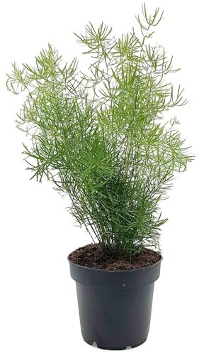 Fangblatt - Asparagus densiflors Sprengeri - immergrüne Zimmerpflanze im Ø 12 cm Topf - Zierspargel