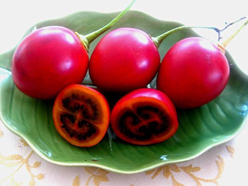Tamarillo, (tomate de árbol), Cyphomandra betacea, Árbol 10 semillas (frutos comestibles)