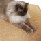 Kratzmatte für Katzen - Fußmatte Sisal Kratzteppich - natürliche Sisalmatte robust - Vorleger aus 100% Sisal - Katzenkratzmatte beige 80 x 100 cm
