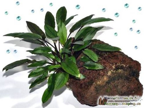 Cryptocoryne bek. Petchii auf Lavastein