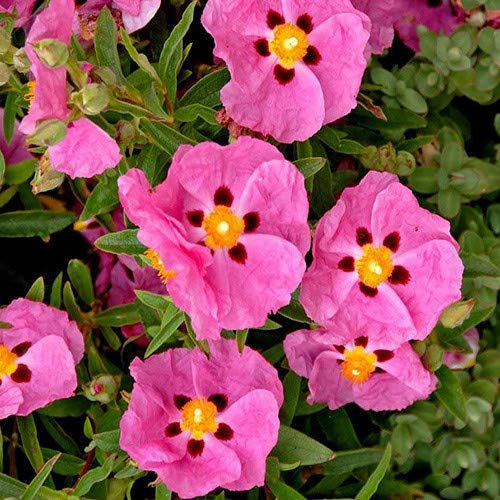 Plant World Seeds - Cistus Albidus 'Pink Silk' Seeds