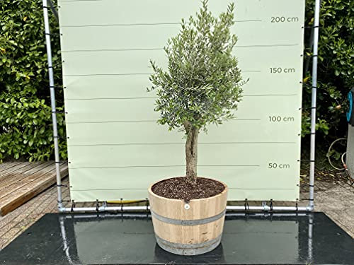 Tropictrees - OLEA EUROPEA - OLIVENBAUM, STAMMUMFANG 20-40 CM IM HALBEN WEINFASS