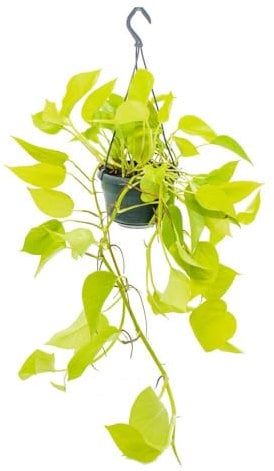 Epipremnum Golden Pothos – 40-44 cm Ranke, Pflegeleichte Hängepflanze für Innenräume – Efeutute Zimmerpflanze mit Langen Ranken