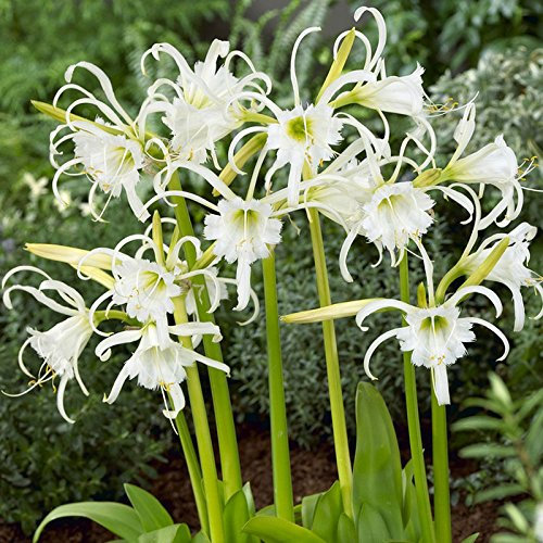 10 PERUVIAN DAFFODIL BULBS-ISMENE FESTALIS-SPIDER LILY-AUTUMN FLOWERING -SCENTED PERENNIAL