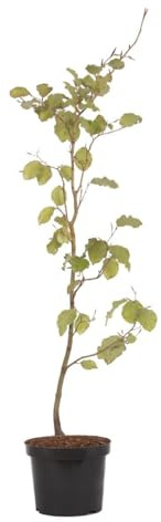 Rotbuche - Fagus silvatica
