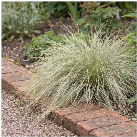 Stauden Gänge 1 x Carex comans 'Amazon Mist' Neuseeland Segge winterhart | Niedriges Ziergras für Sonne bis Halbschatten, Blüte August bis Oktober, mehrjährig, 1 L Topf (11x11 cm)