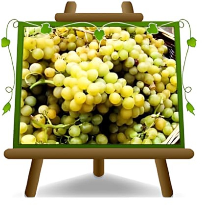 EURO PLANTS VIVAI Vigne Palatine blanc résistant plante fruitière en pot 20 cm hauteur 150-170 cm - Âge 2 ans