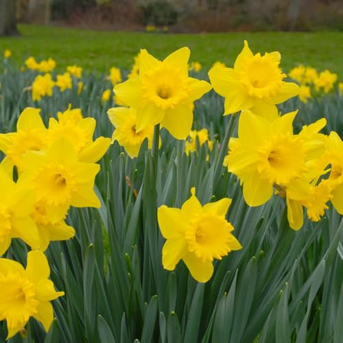 Carbeth Plants - 10 x Daffodil Dutch Master Spring Bulbs - Yellow Tall Narcissus Spring Flowering Perennials - UK Hardy Low Maintenance Pollinator Friendly - Grow in Beds, Borders and Patio Pots