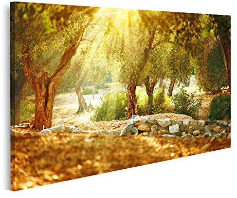 bilderfelix Quadro su tela Giardino di ulivi mediterraneo con vecchio ulivo - Tela 100x57 cm