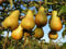 1 PIANTA di Pero Abate FETEL Albero da FRUTTO Matura Frutti AD APRILE