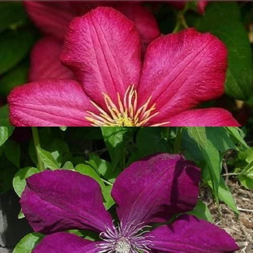 2 x Clematis Kletterpflanzen: Clematis Rouge Cardinal & Clematis Ville de Lyon - Samtrot und Karminrot, Mehrjährig & Winterhart | 2 x 1,5 Liter Töpfe