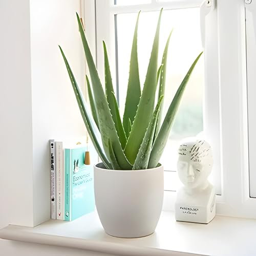 Carbeth Plants - Planta de aloe vera en maceta de 11 cm - 25-30 cm de altura - Planta fantástica para principiantes y plantas de interior
