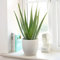 Carbeth Plants - Planta de aloe vera en maceta de 11 cm - 25-30 cm de altura - Planta fantástica para principiantes y plantas de interior
