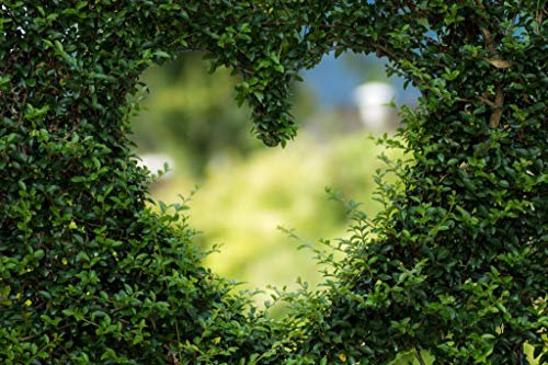 Poster Plakat Herz Taille in Buchsbaum Kunst Liebe Natur