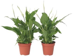 Plant in a Box - Spathiphyllum 'Torelli' - Friedenslilie - Einblatt - Zimmerpflanzen - 2er Set - Topf 12cm - Höhe 30-45cm