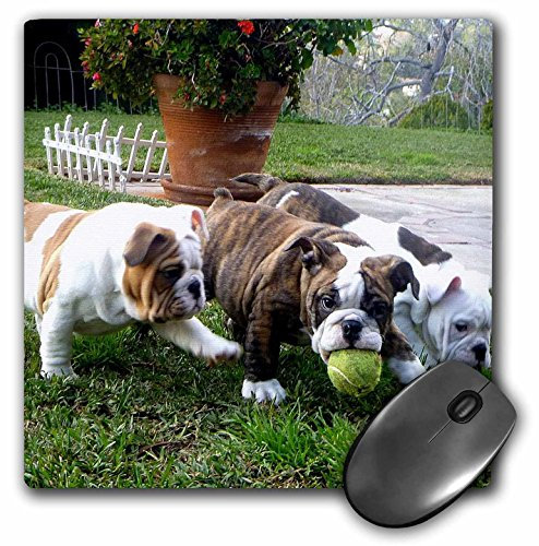 3dRose mp_60013_1 8 x 8 English Bulldogs Play Ball Mouse Pad