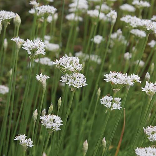 Gardeners Kitchen - Garlic Chives - 3 x 10cm Plug Herb Plants. (Allium tuberosum)