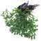 K2AQUA Bolbitis Heteroclita Difformis Live Aquarium Plant Java Fern Easy Care Low Maintenance Foreground Midground Freshwater Tropical Tank Natural Decoration Shrimp Safe Beginner Friendly