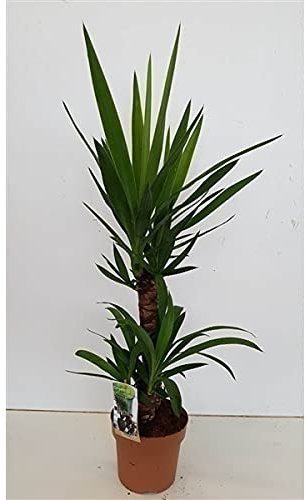 Yucca 2 Stem -45/20cm in 17cm Pot 80cm Tall.