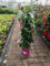 Mandevilla rosa 30-40 cm – Dipladenia – Blühfreudige Kletterpflanze für Balkon & Terrasse – Exotische Sommerblume im 10 cm Topf
