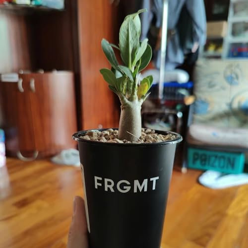 80 Pcs Affenbrotbaum Samen - Baobab Baum Kaufen Samen Winterharte Stauden, Geschenke Für Pflanzenliebhaber (Adansonia Digitata) Garden Bonsai-Baum, Hochbeet Balkon Sämereien Alte Sorten,