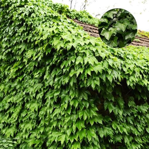 300 Pezzi Di Semi Di Vite Vergine - Parthenocissus Tricuspidata - Piante Pendenti, Viti Decorative Per Recinzione Creeper Parthenocissus Quinquefolia, Piante Rampicanti Resistenti, Piante De