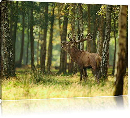 Pixxprint Hirsch im Wald, Größe: 120x80cm, Leinwandbild, fertig gespannt, Wandbild, Dekoration, Kunstdruck, kein Poster