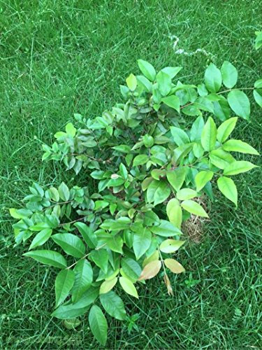 Semi 30pcs frutta brasiliano Uva Albero semi Jabuticaba Cresce Frutta sul suo tronco decorazione del giardino delle piante