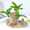 Gokame Mini Brasilien Glücksholz, magische Sprossen, Glücksbambusholz, Hydrokultur Topfpflanze Stump Kleine Mini-Pflanze Indoor Büro Desktop Pflanze, Glücksholzpflanze Geschenk (1 Stück)