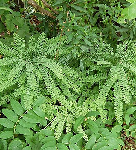 Pfauenradfarn - Adiantum pedatum - Gartenpflanze -natürliche Pflanze