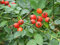 3X ROSA CANINA PIANTA DI 2 ANNI VASO 2 LITRI 70-80 CM