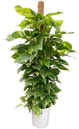 Potos Tutor Natural Agrega Vida a tu Espacio con esta Exquisita Planta de Interior