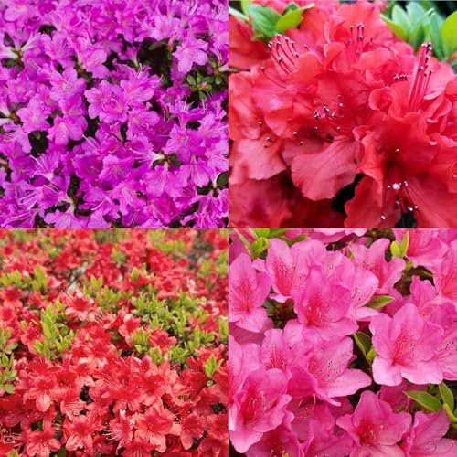 Azalea Plants, Hardy Evergreen Shrub, Surprise Colour, 9cm Pot