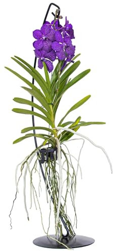 Plant in a Box - Vanda con supporto - Blu - Altezza supporto 70 cm
