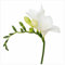 Freesien zwiebeln, Fresien Blumenzwiebeln Winterharte MehrjäHrig, Freesia Bulbs,Fresien Blumenzwiebeln Mehrjährig,Winterhartes pflanzen-3 zwiebeln-F